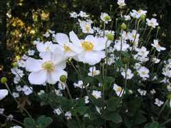 Anemone x hybrida 'Honorine Jobert' — photo 1